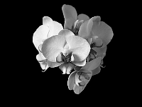 DSC04978B5 B-W